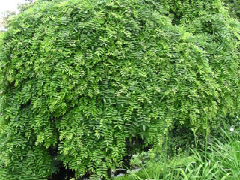 Japanese sophora