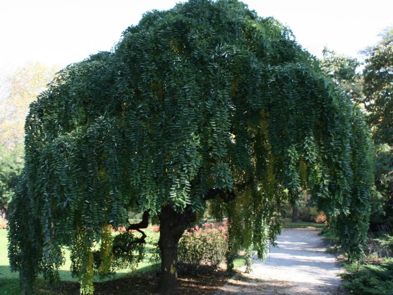 Weeping sophora