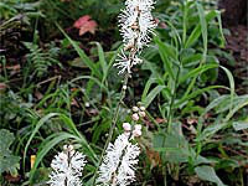 Цимицифуга японская