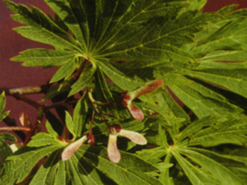 Japanese maple aconitifolium