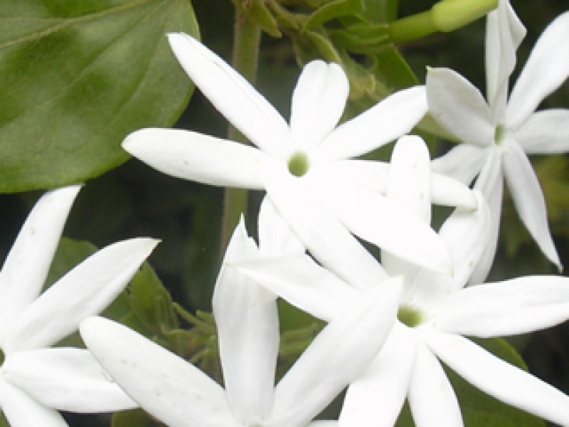 Medicinal winter jasmine