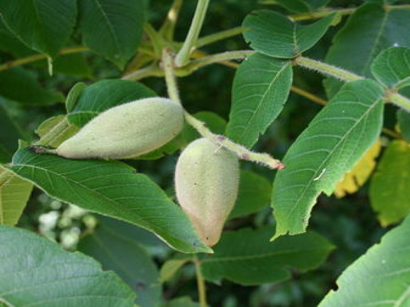 Орех маньчжурский