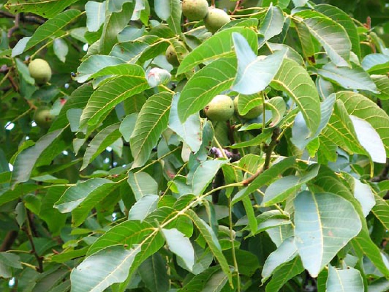 Орех грецкий