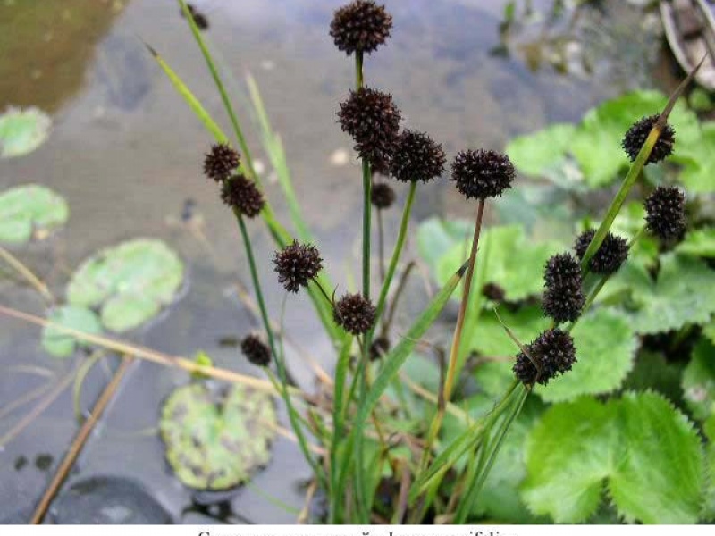 Ситник мечелистный