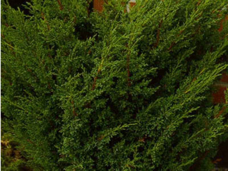 Chinese juniper