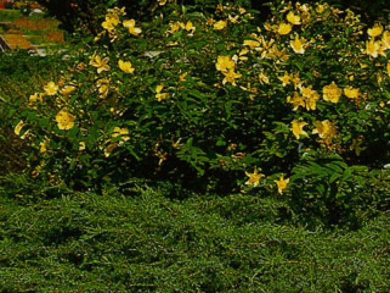 Common juniper, or Veres
