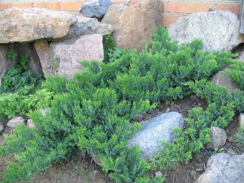 Можжевельник даурский