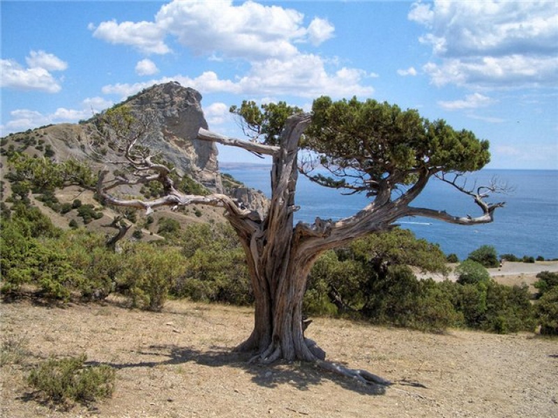 Можжевельник высокий