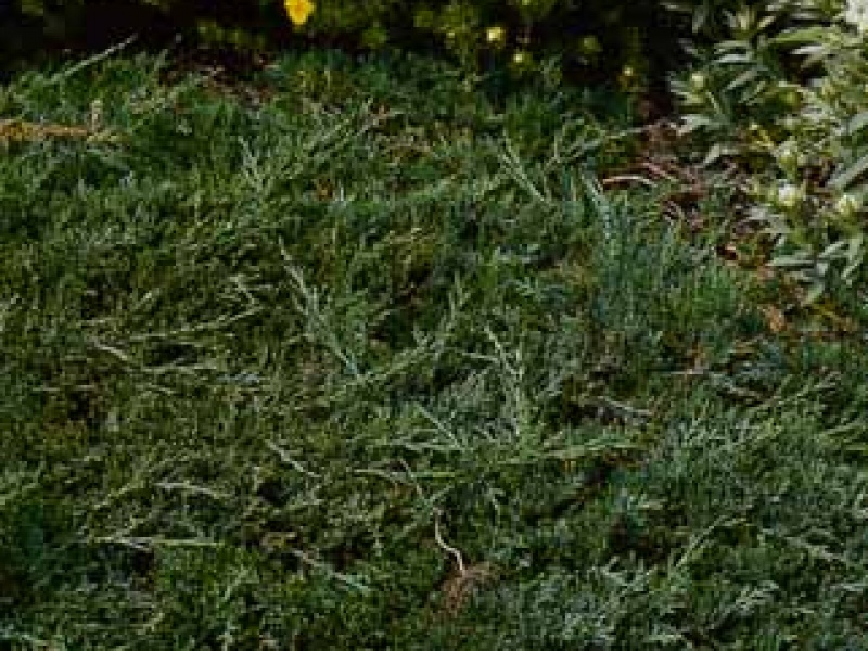 Horizontal, or prostrate juniper