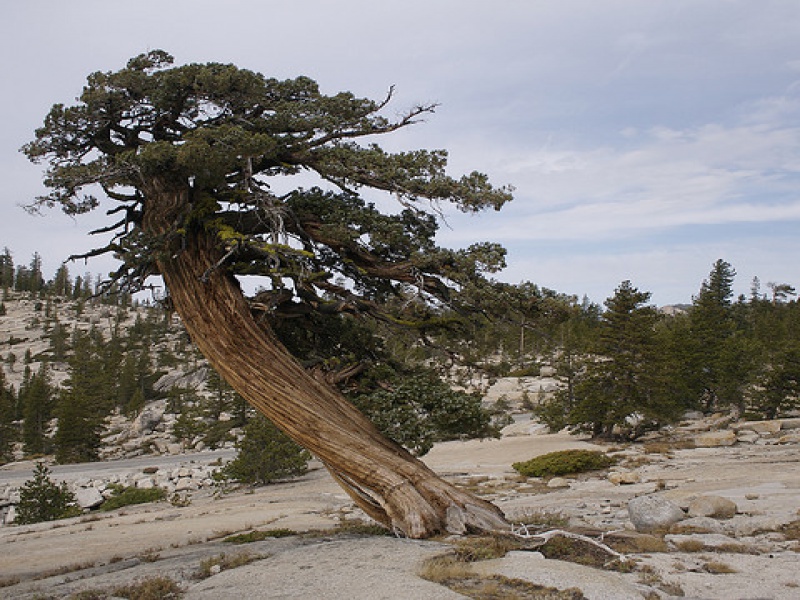 Western juniper