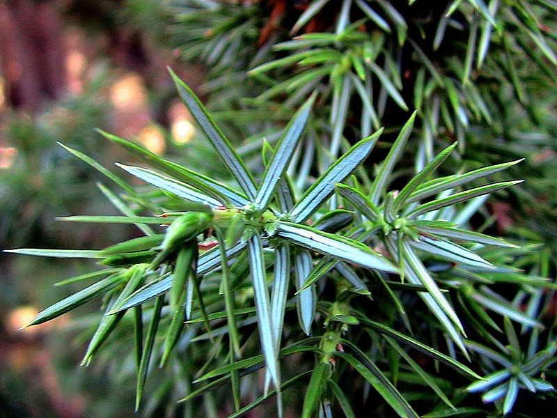 Prickly juniper, or red