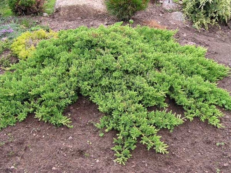 Можжевельник лежачий