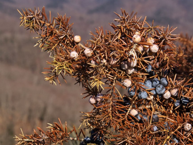 Можжевельник твёрдый, или Можжевельник жёсткий