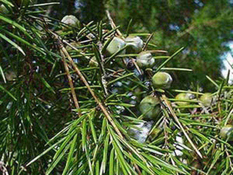 Можжевельник твердый