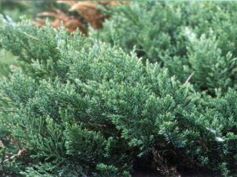 Можжевельник казацкий