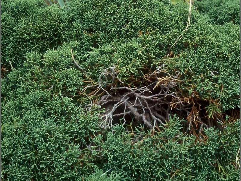 Можжевельник Саржента