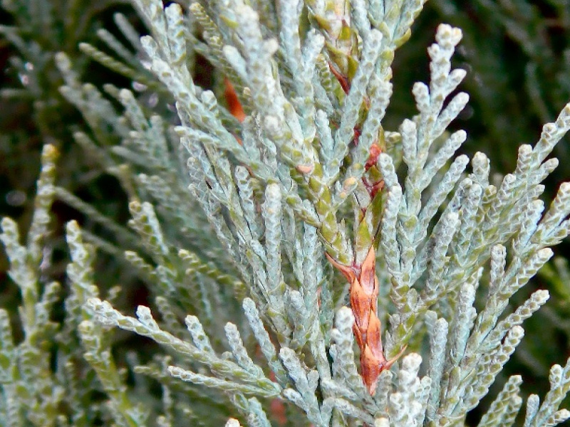 Можжевельник скальный