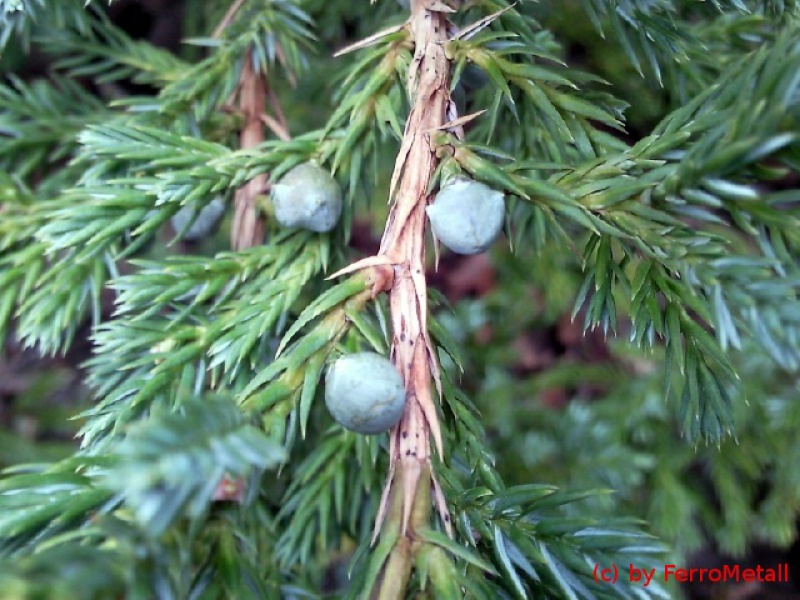 Можжевельник чешуйчатый