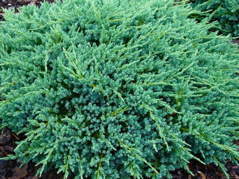 Можжевельник чешуйчатый Блю карпет