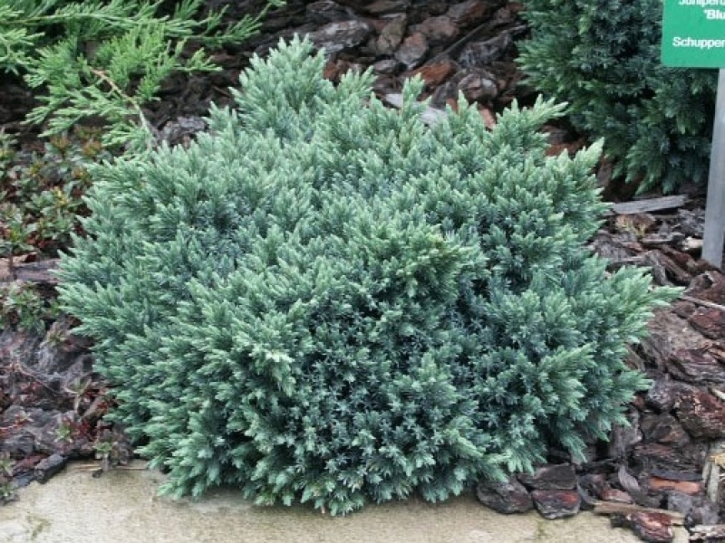 Можжевельник чешуйчатый