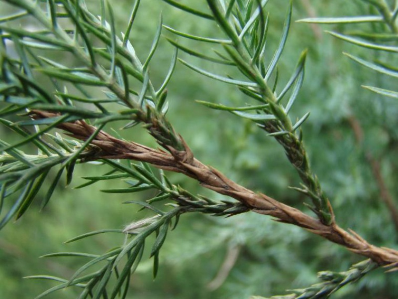Virginia juniper