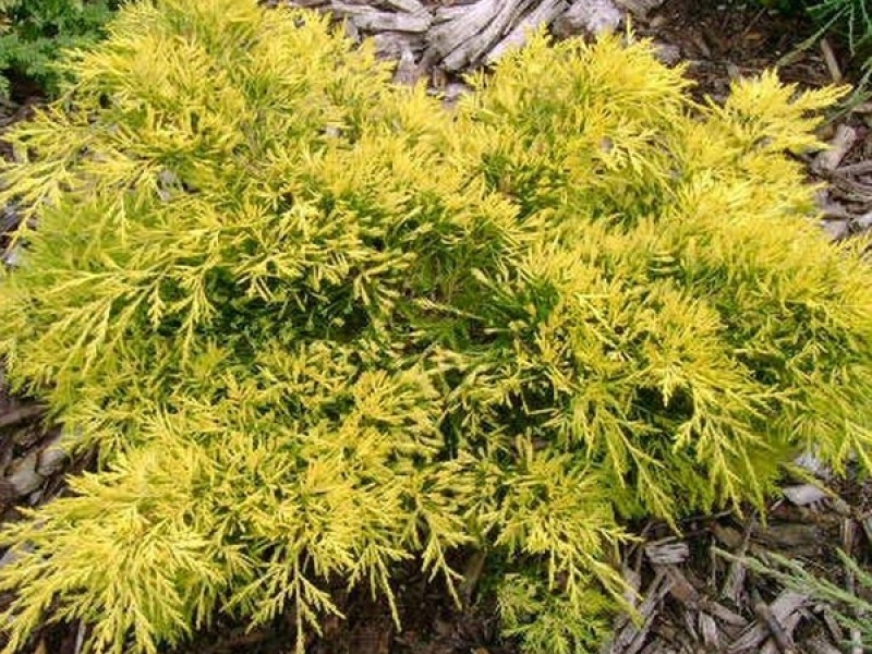 Можжевельник виргинский Голден спринг