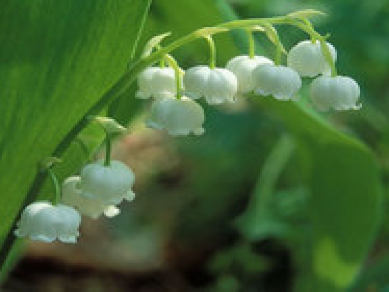 Ландыш Кейзке