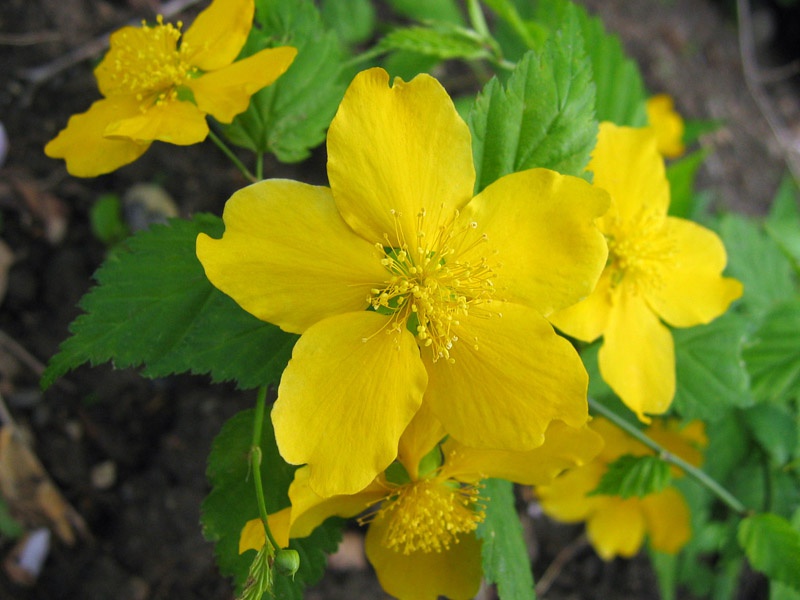 Керия японская