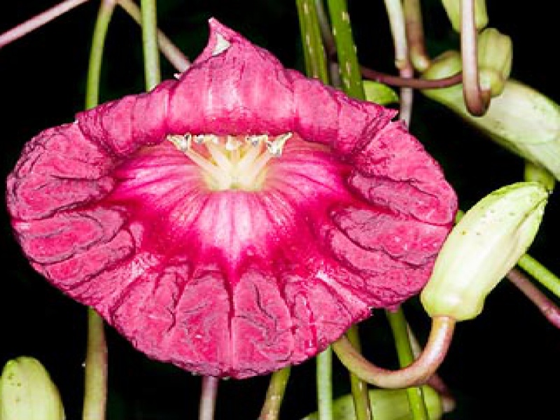 Кигелия - колбасное дерево