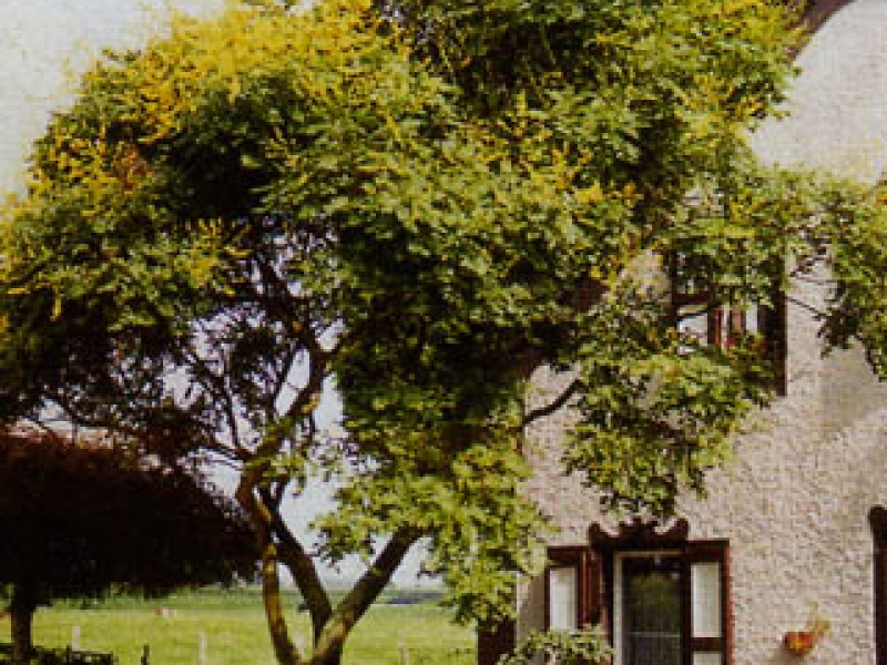 Panicled Koelreuteria, soap tree