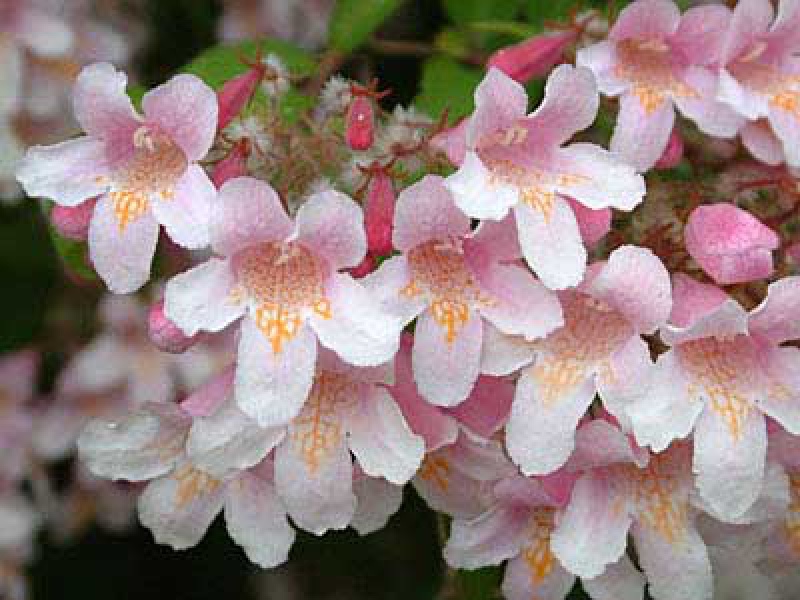 Кольквиция