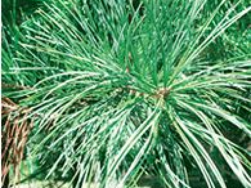 Сосна кедровая корейская