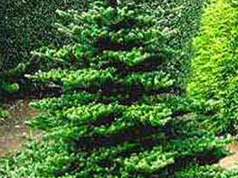 Korean fir