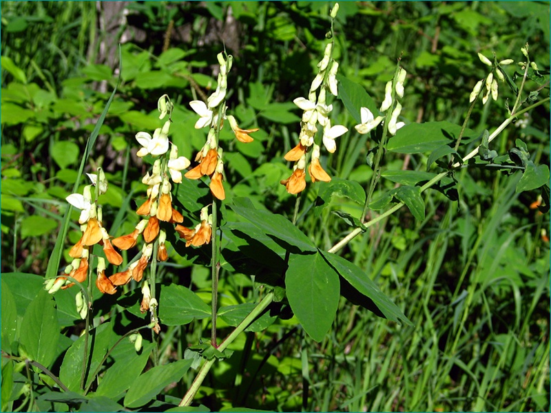 Чина Гмелина