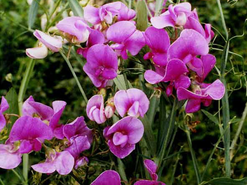 Чина широколистная