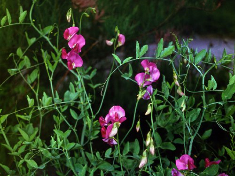 Чина мюлькак