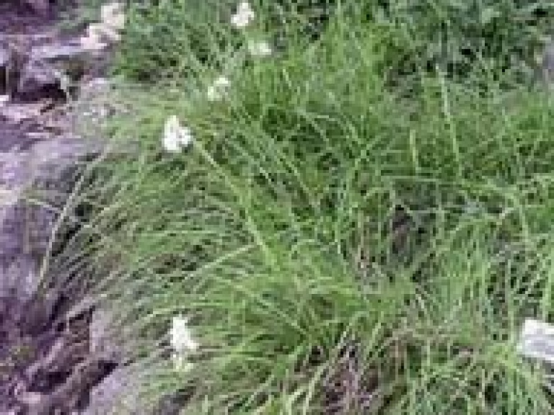 Ожика снежно белая