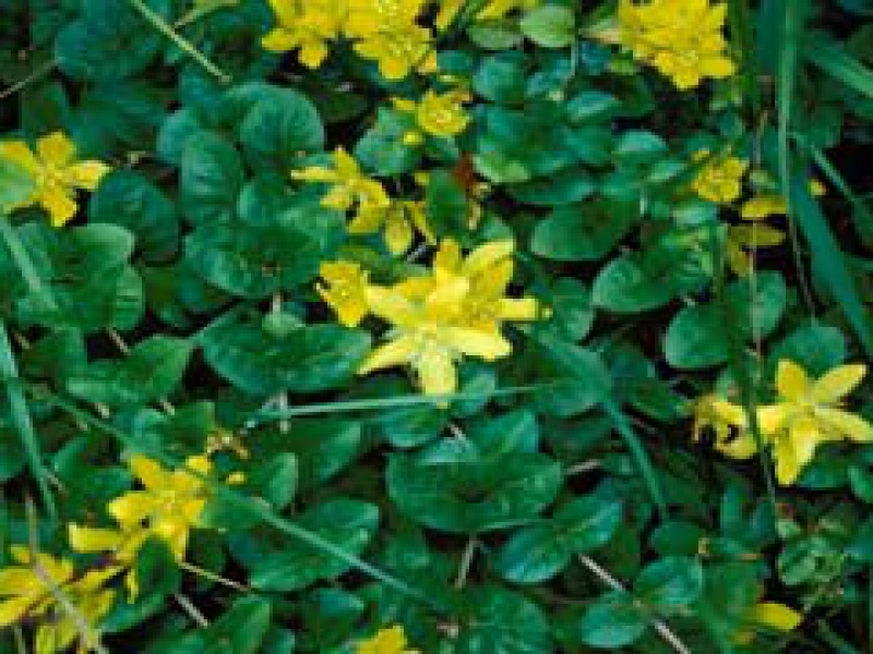 Вербейник монетчатый