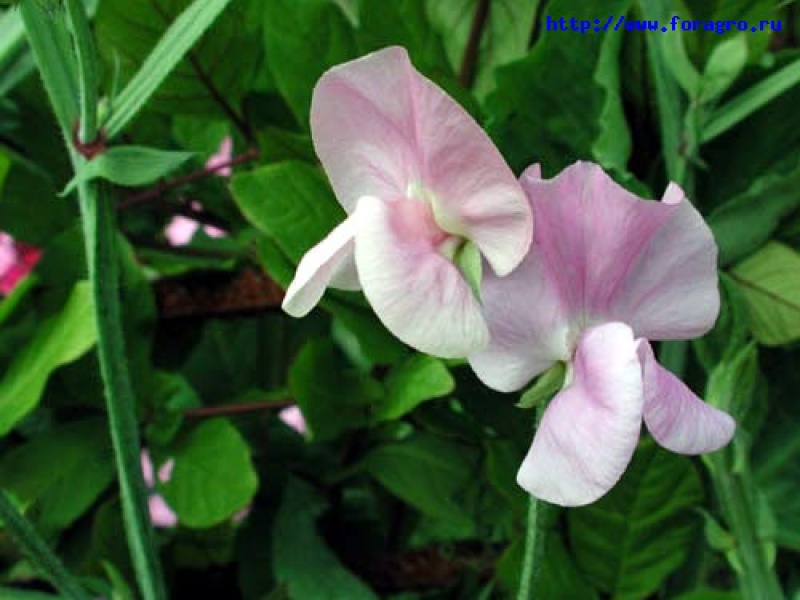 Чина душистая