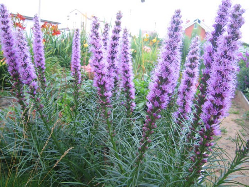 Лиатрис колосковая