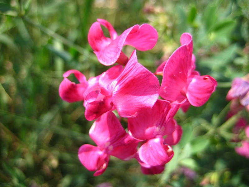 Чина лесная