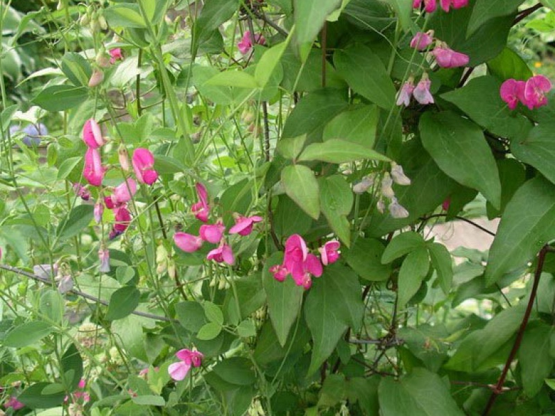 Чина клубневая