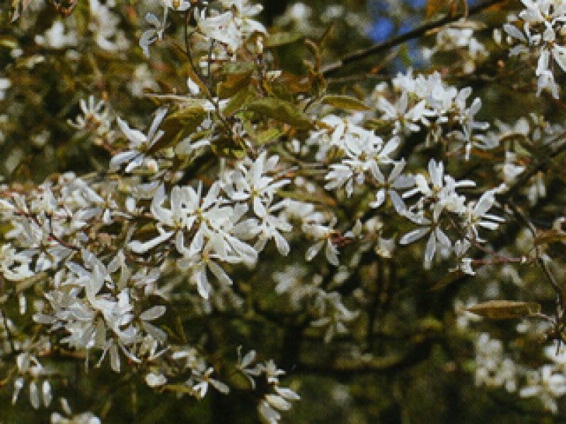Serviceberry with a weeping crown