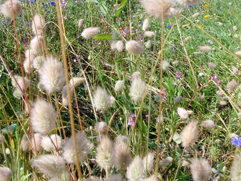 Лагурас яйцевидный