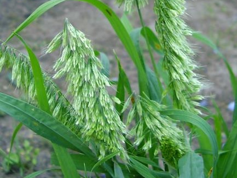 Ламаркия золотистая