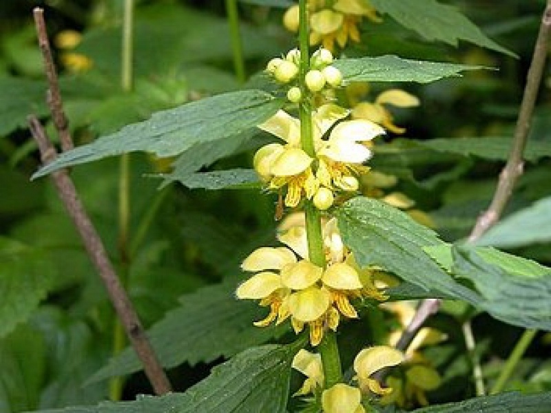 Яснотка желтая