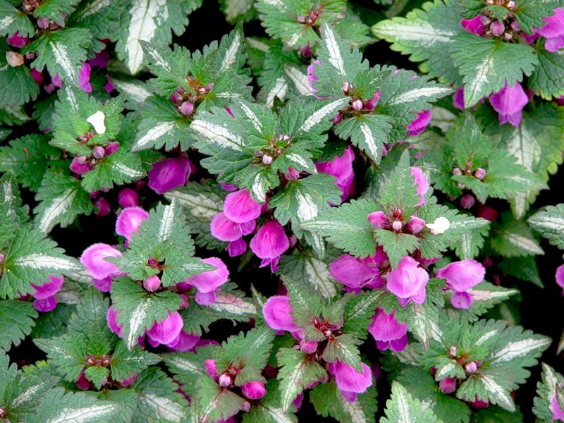 Яснотка пятнистая