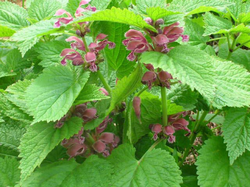 Яснотка орвала