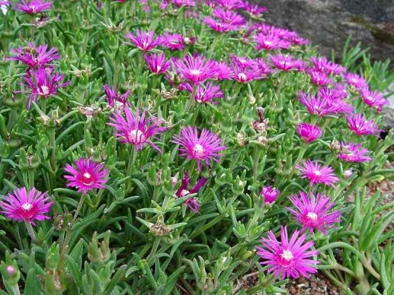 Лампрантус