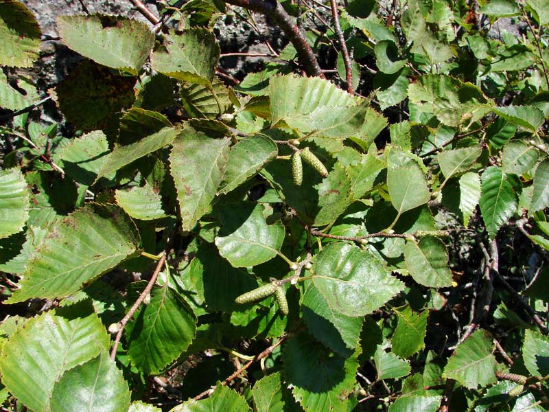 Береза шерстистая